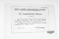 Leptothyrium ostryae image